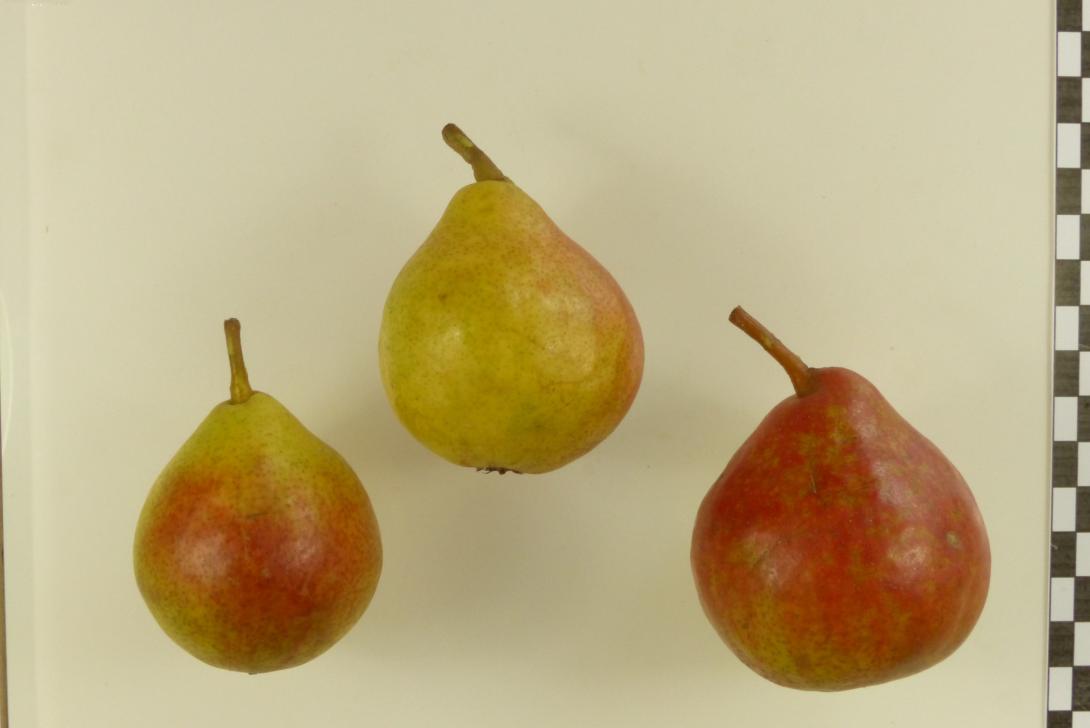Petersbirne