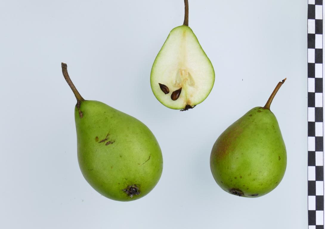 Lange Grüne Herbstbirne
