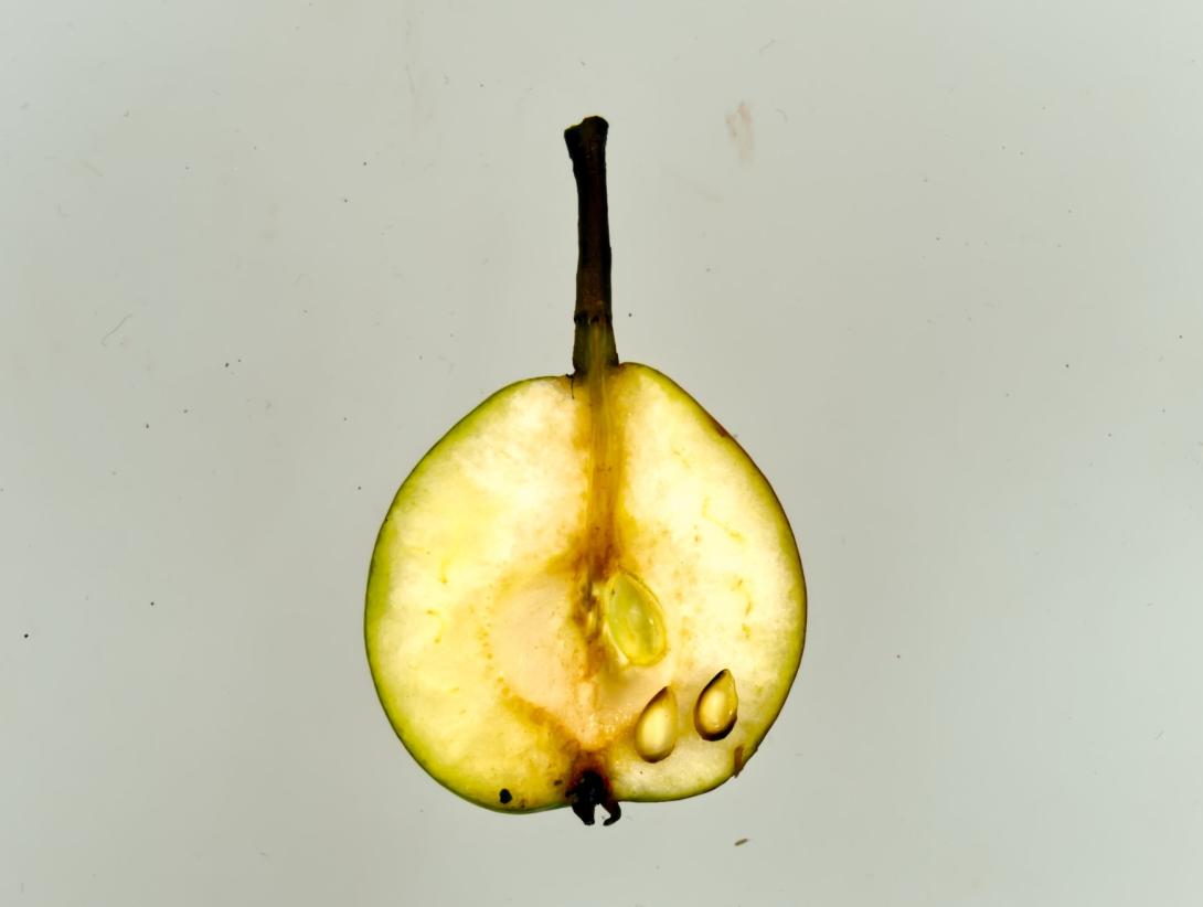 Julidechantsbirne