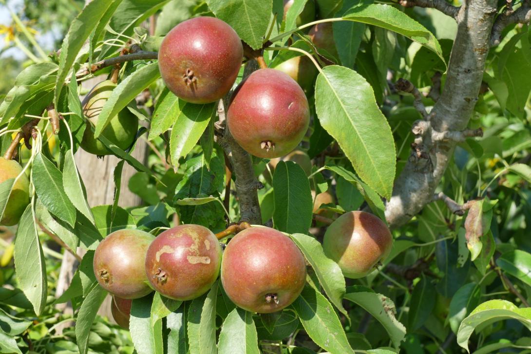 Julidechantsbirne