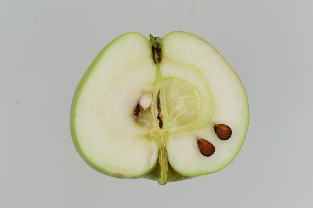 Weißer Astrachan