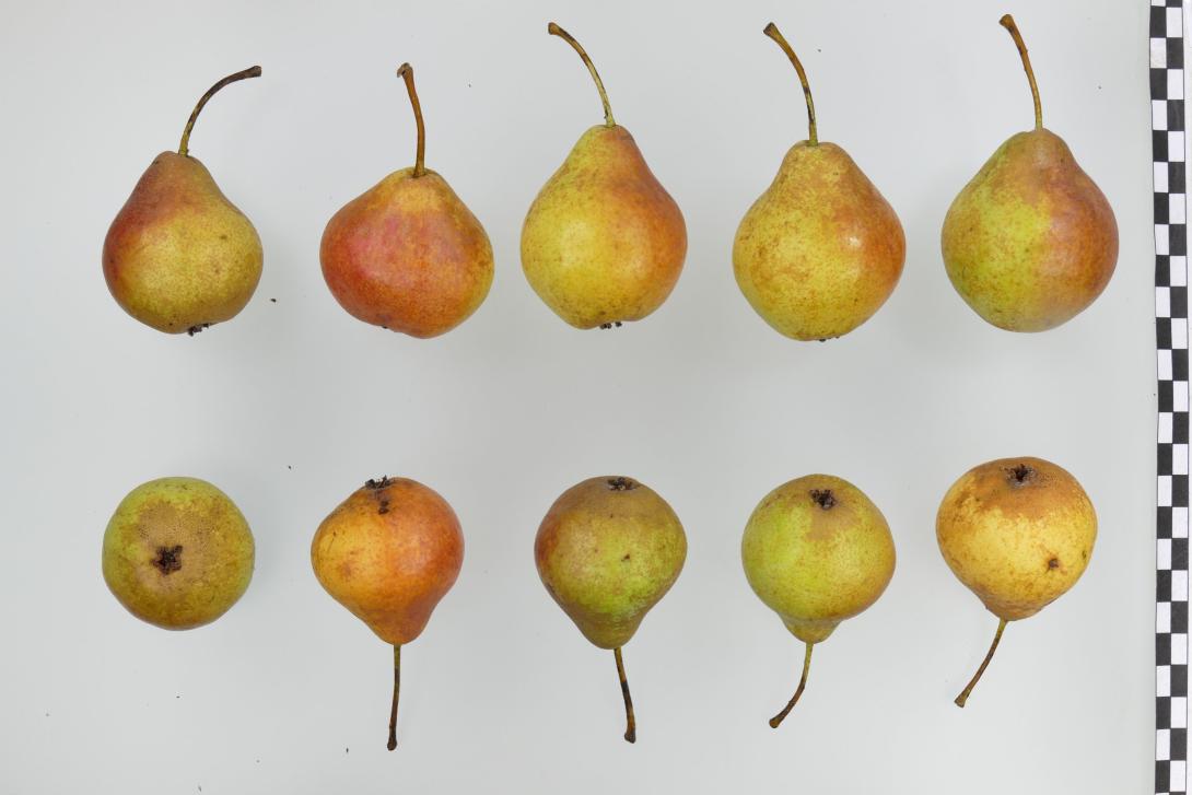 Plettenberger Herrenbirne