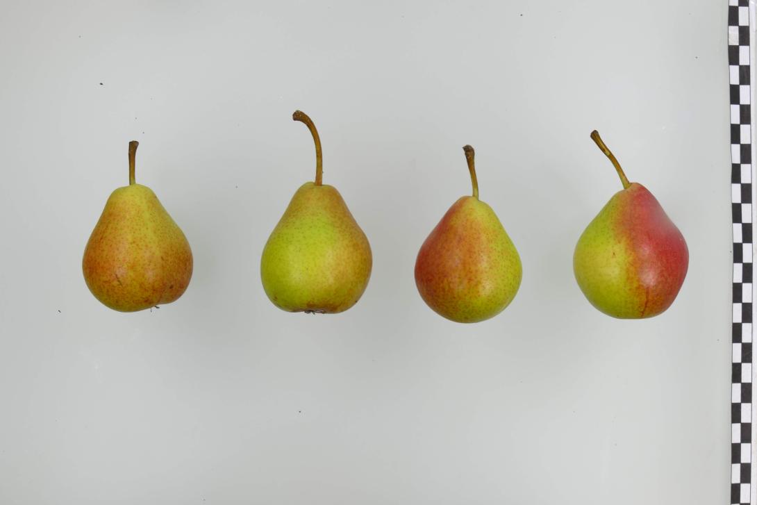 Sommermuskateller