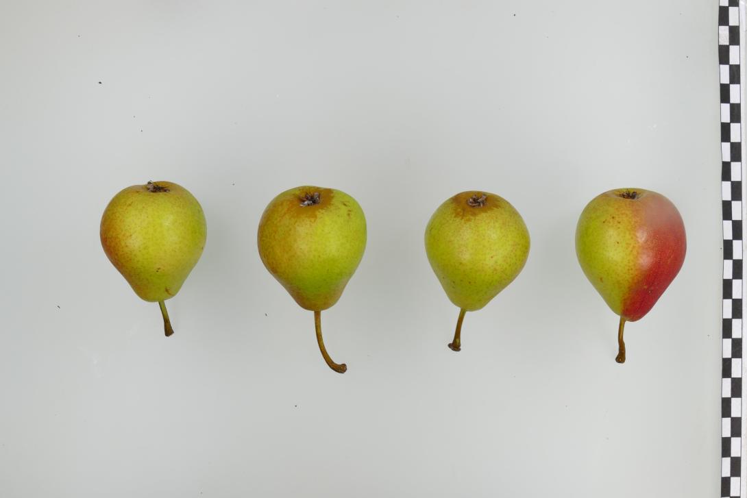 Sommermuskateller