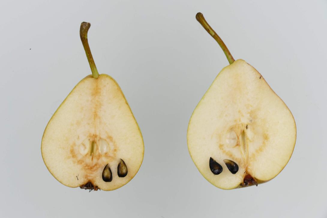 Sommermuskateller