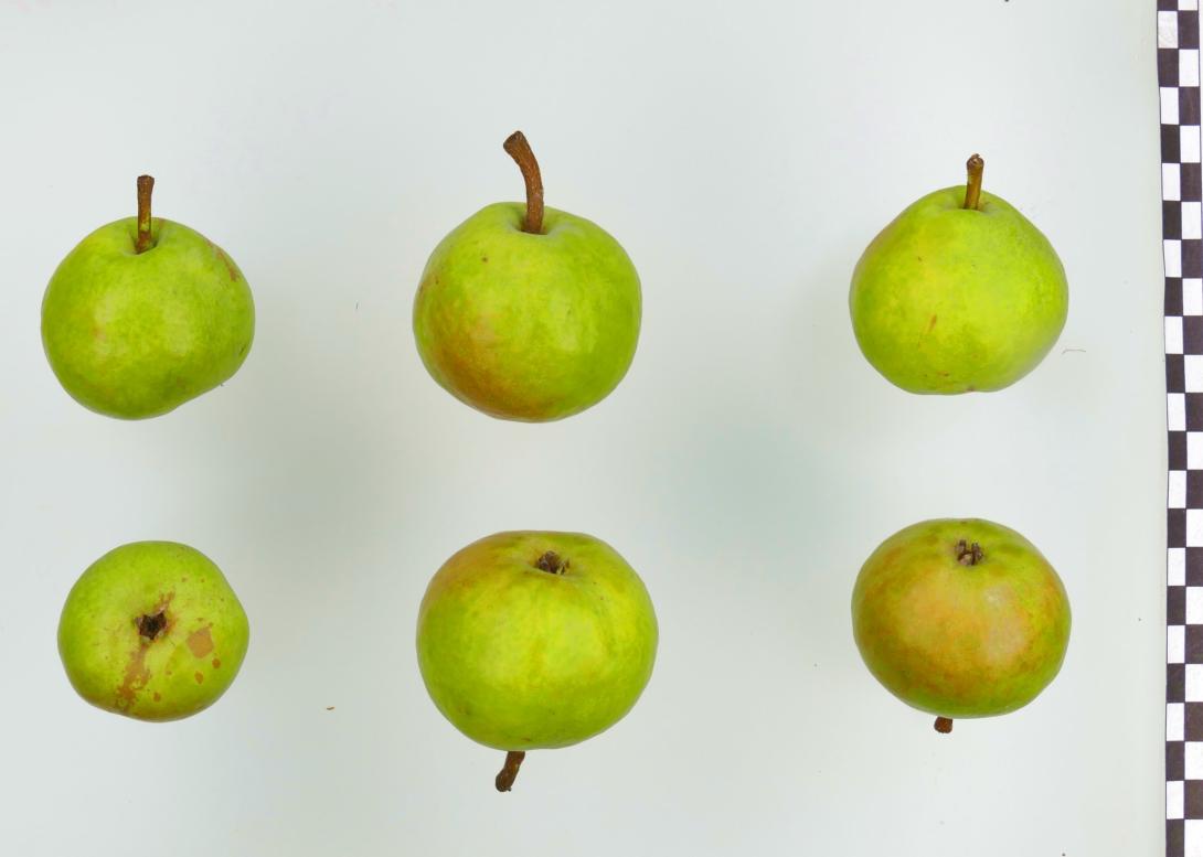 Kleine Margarethenbirne