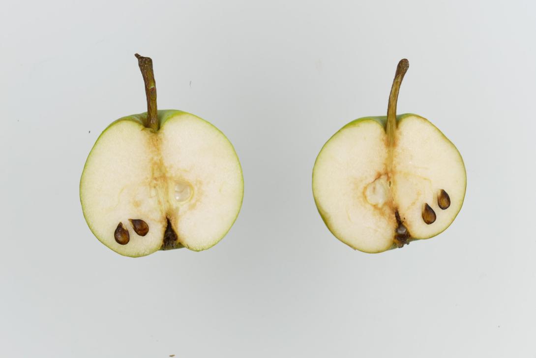 Kleine Margarethenbirne