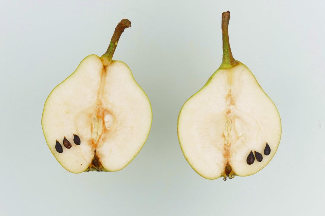 Kuhfuß