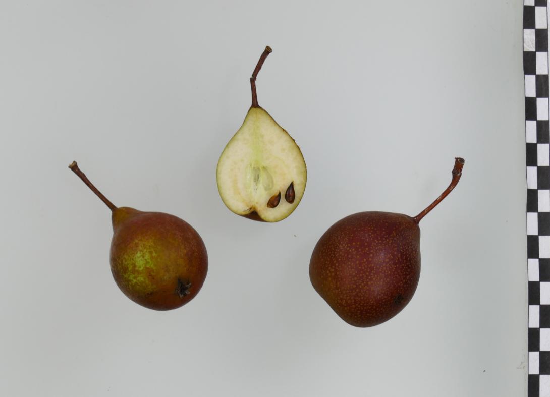Graue Hühnerbirne