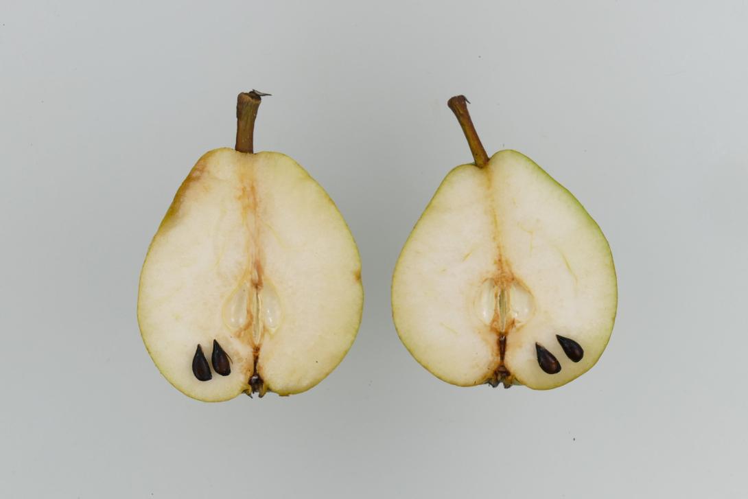 Premices de Maria Lesueur