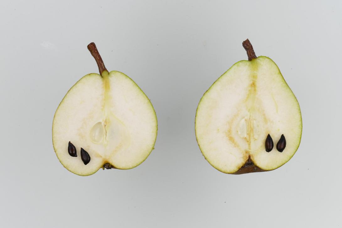 Winternelis