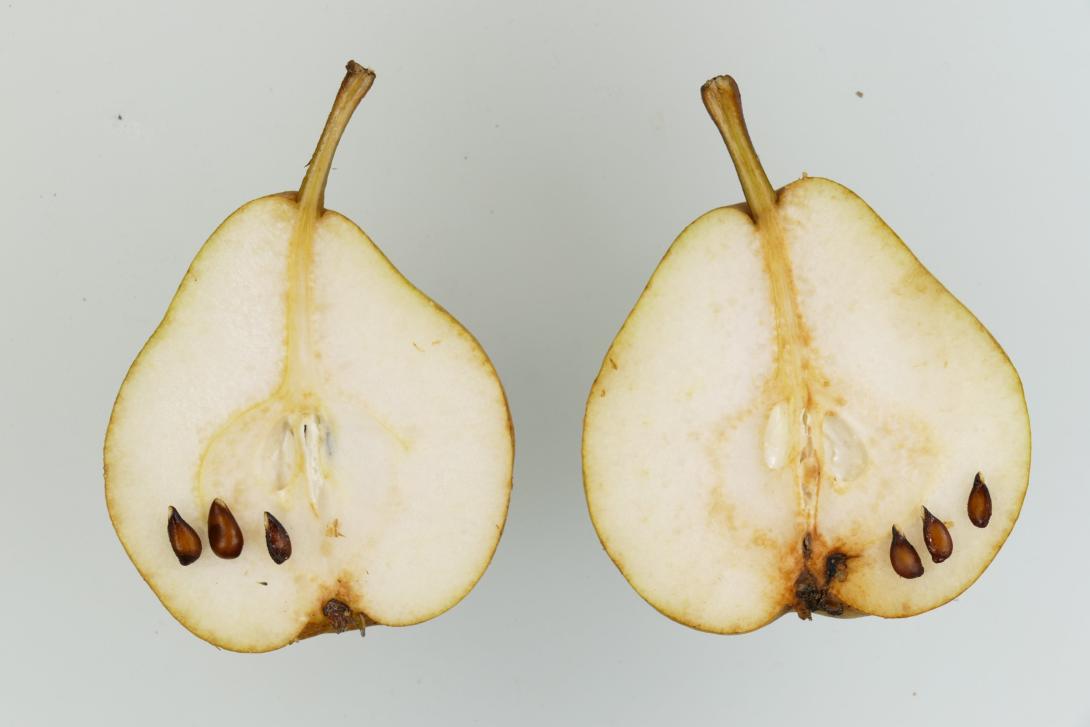 Diels Butterbirne