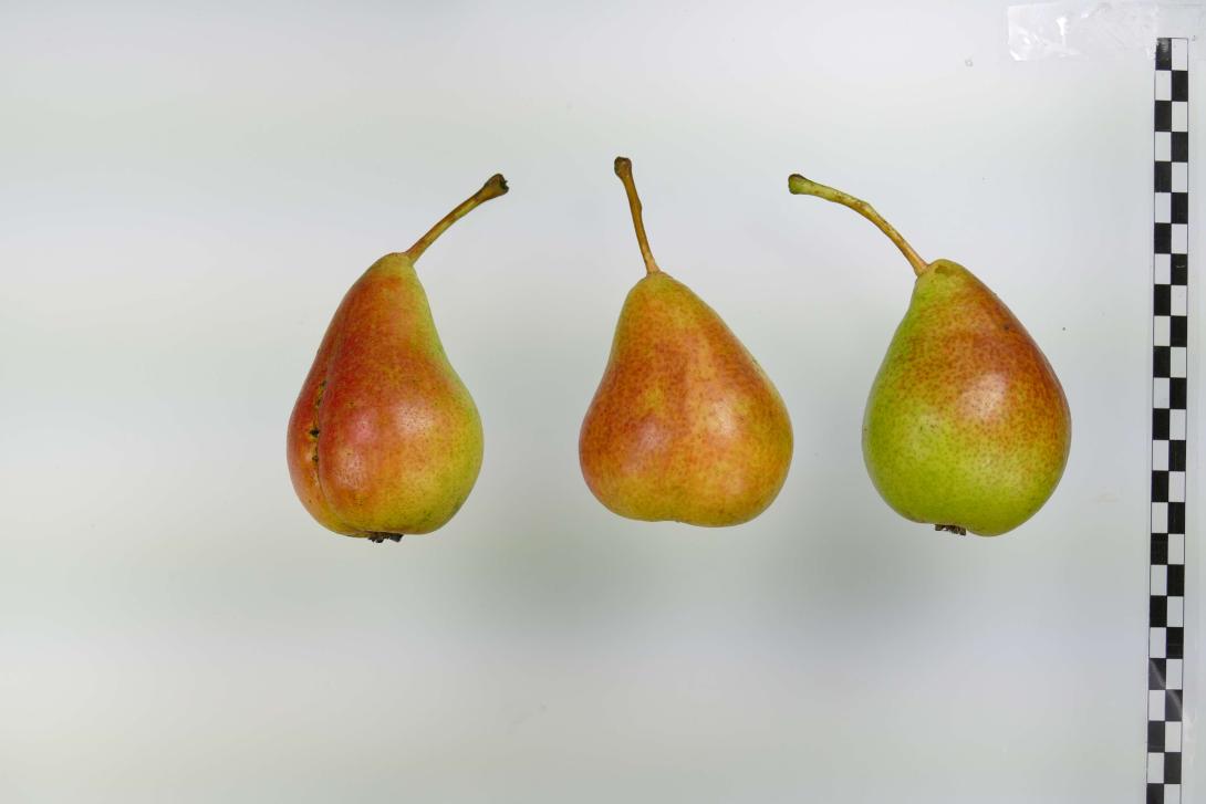 Schwanenhals