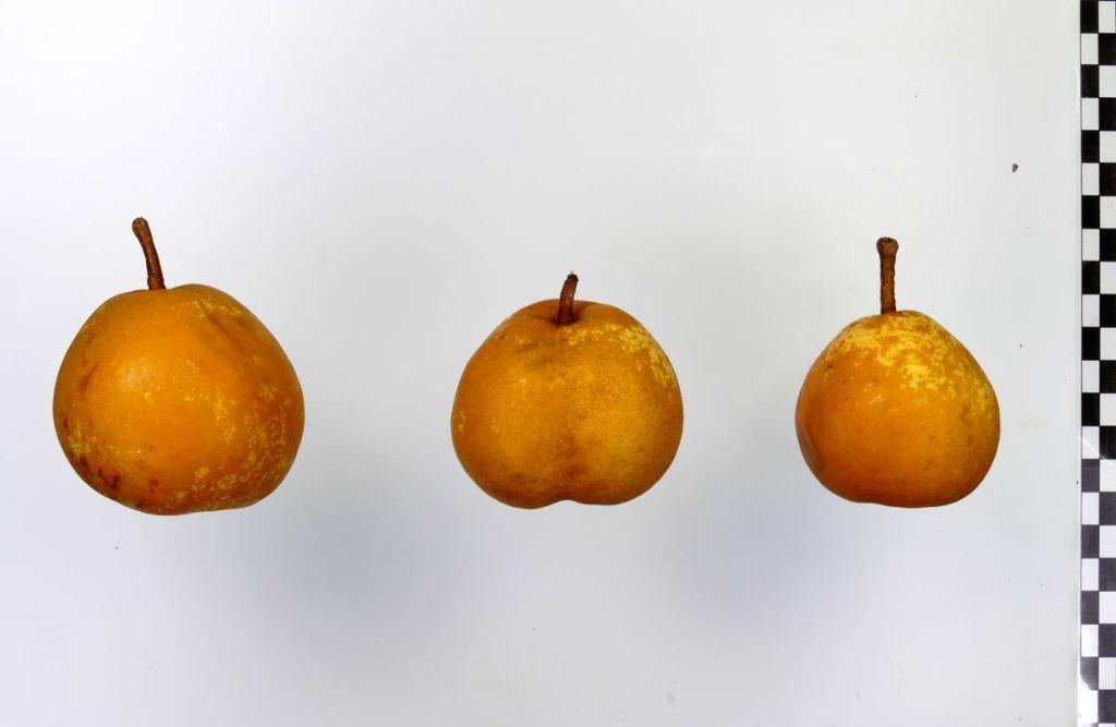Doppelte Bergamotte
