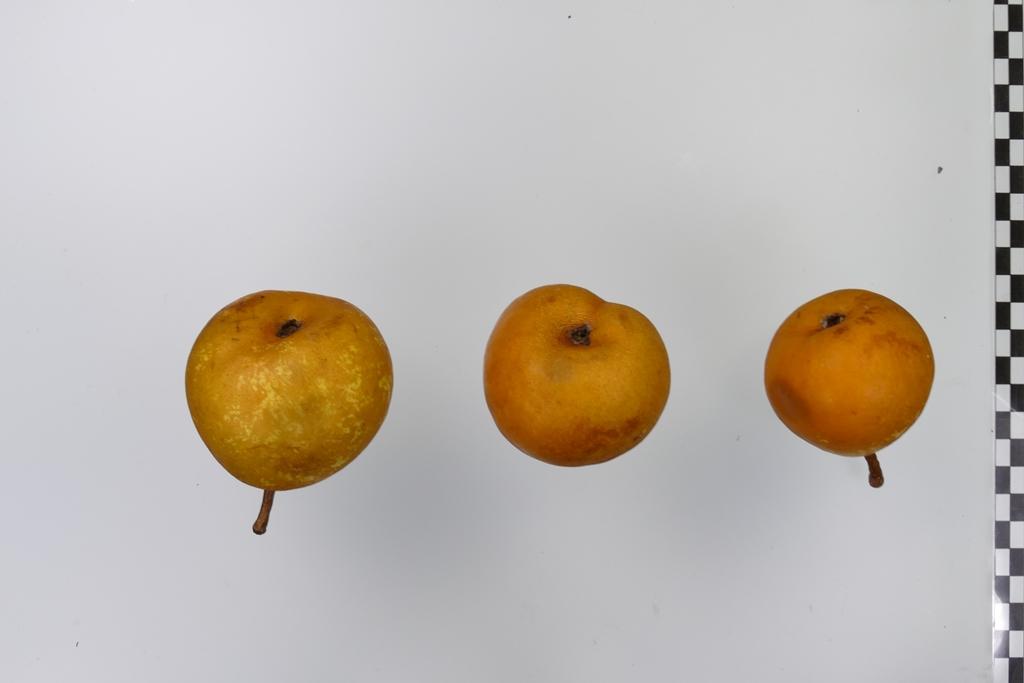 Doppelte Bergamotte