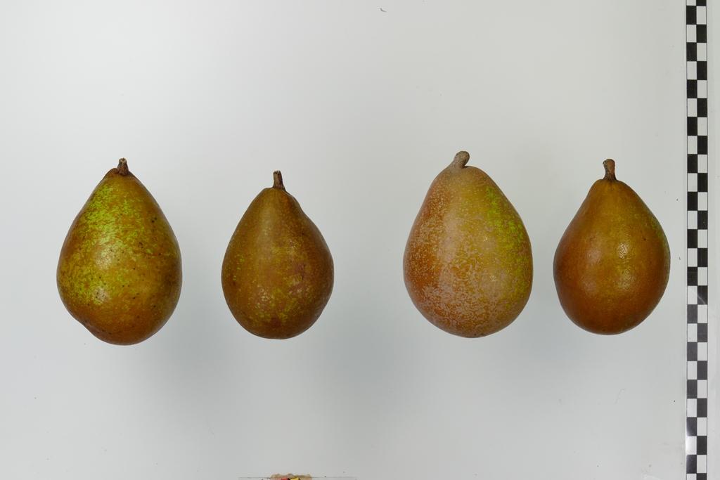 Feigenbirne aus Alencon