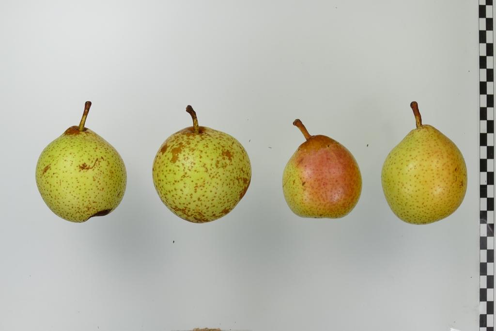 Esperens Bergamotte