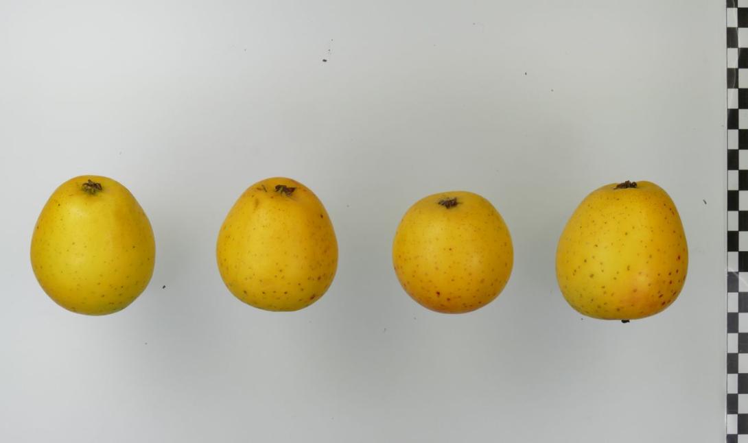 Ananasrenette