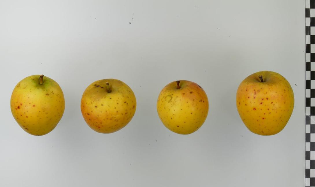 Ananasrenette