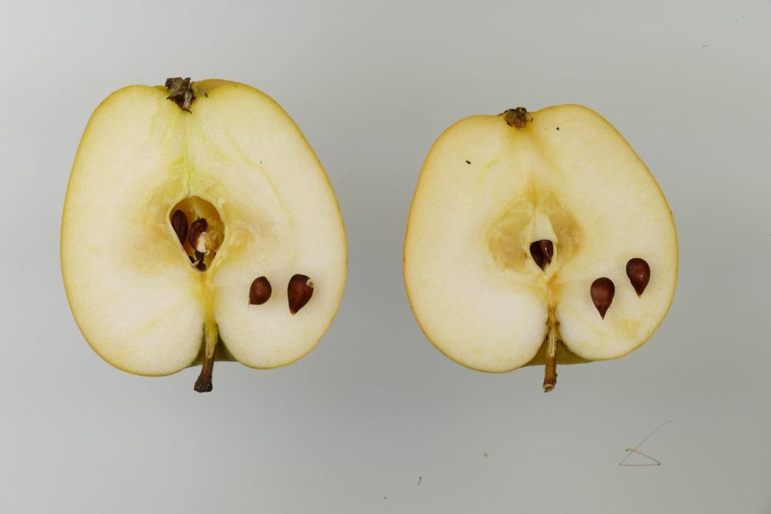 Ananasrenette