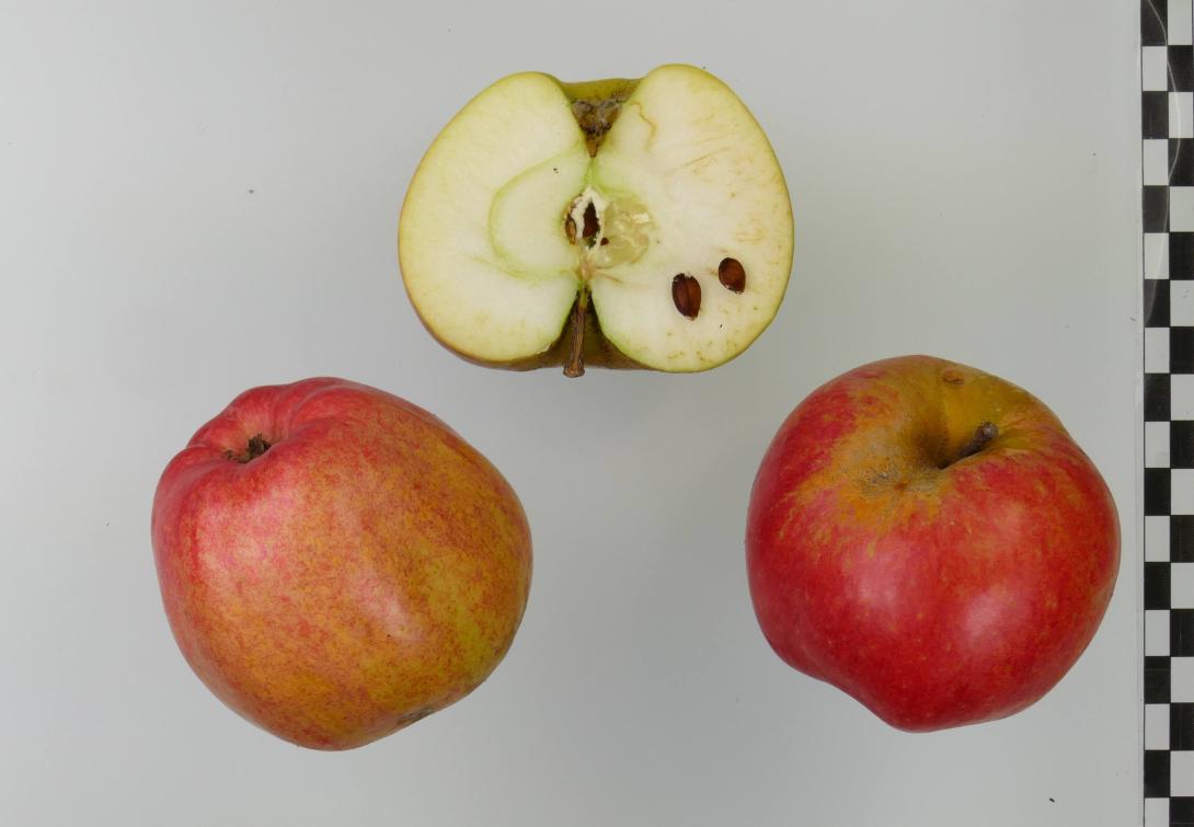 Wilstedter Apfel
