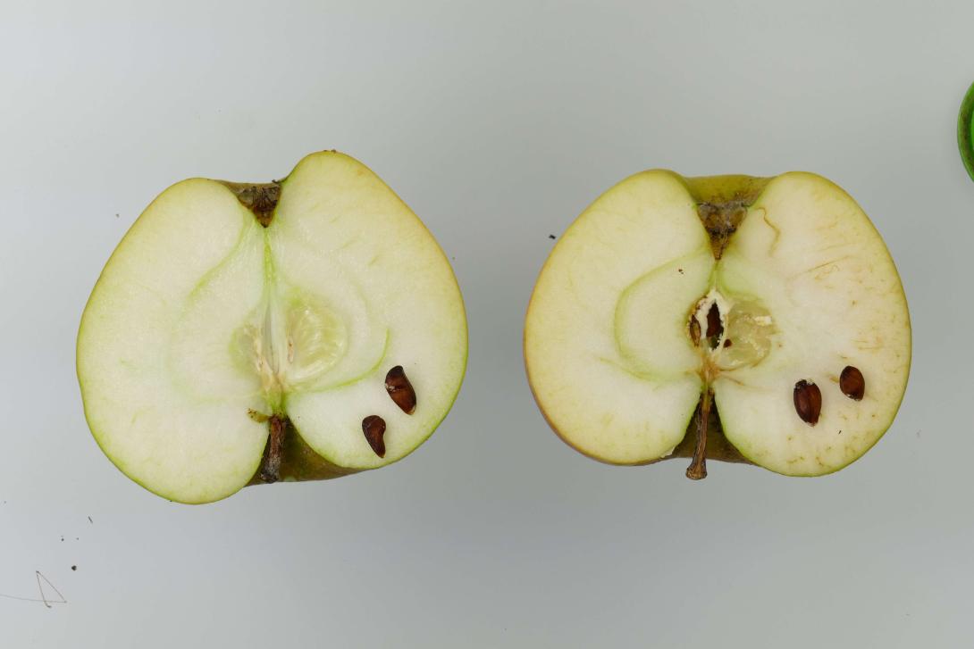 Wilstedter Apfel