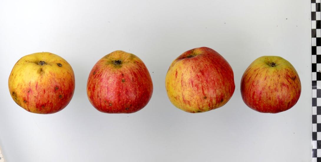 Altländer Pfannkuchenapfel