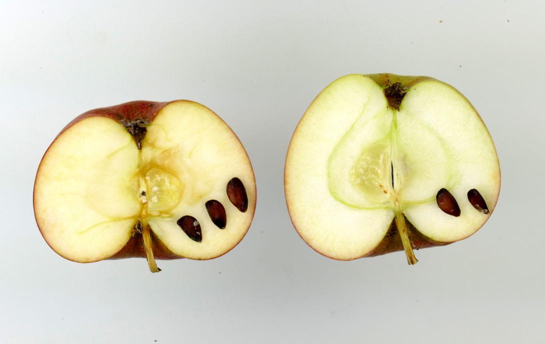 Altländer Pfannkuchenapfel