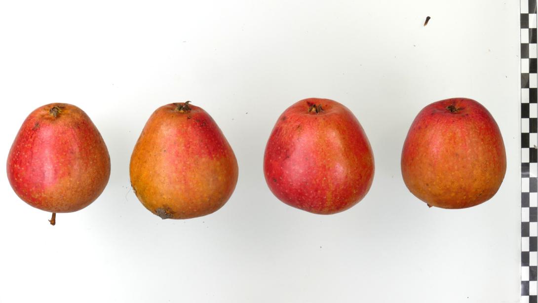 Adams Parmäne