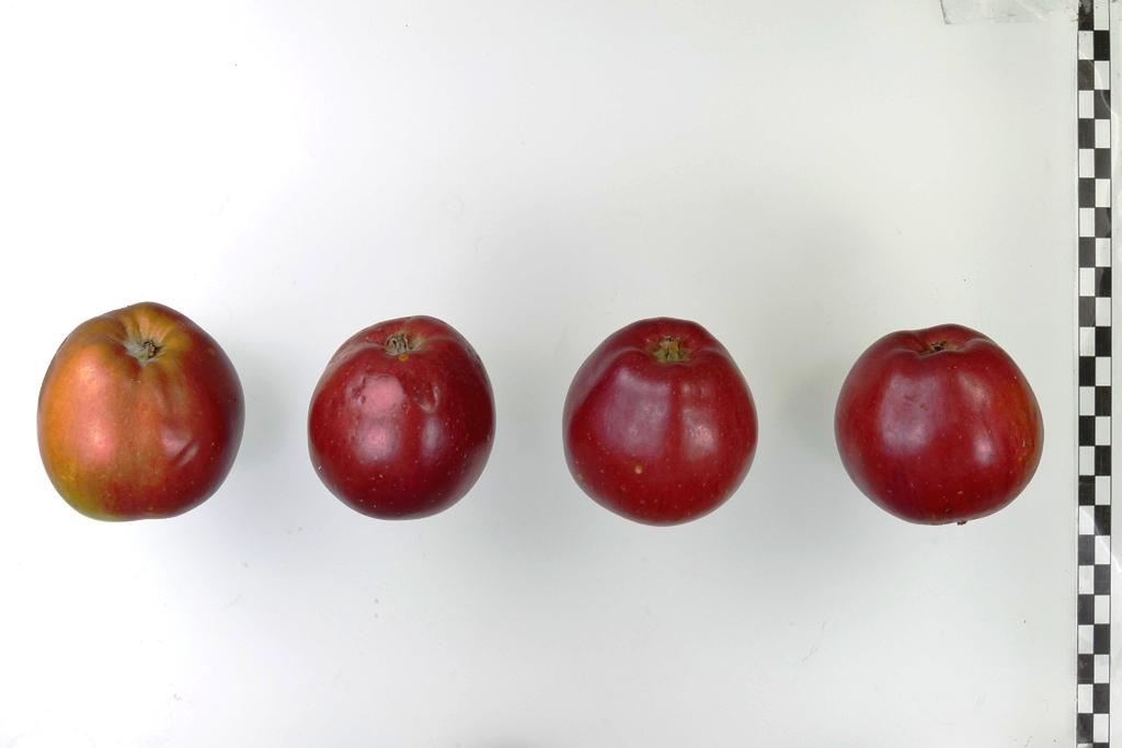 Roter Sommerparadies