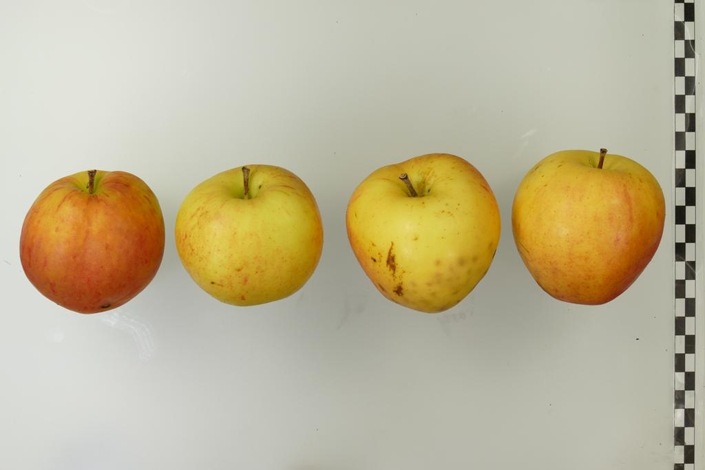 Finkenwerder Kantapfel