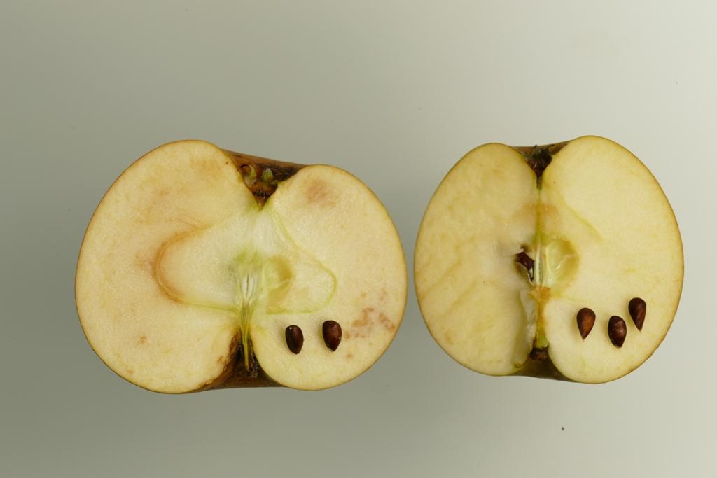 Egremont Russet