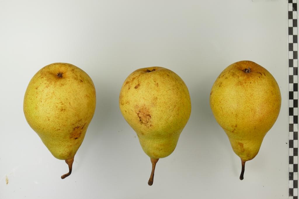 Souvenir de Jules Guindon