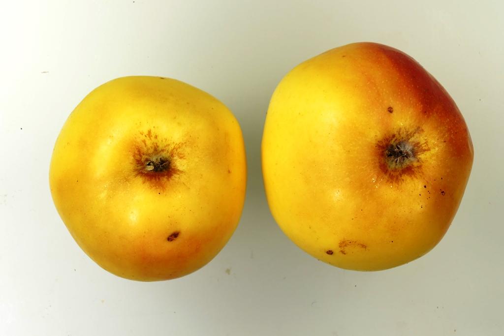 Schurapfel