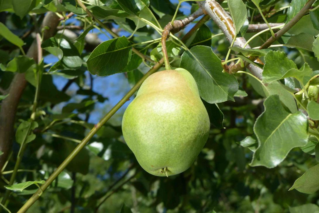 Sommer Apothekerbirne