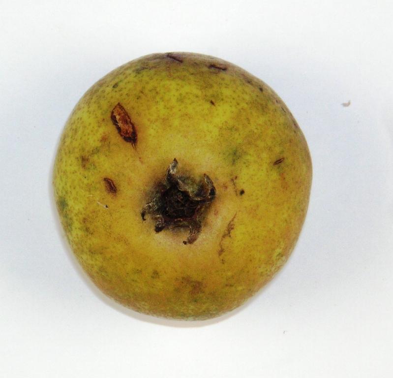 Klevenowsche Birne