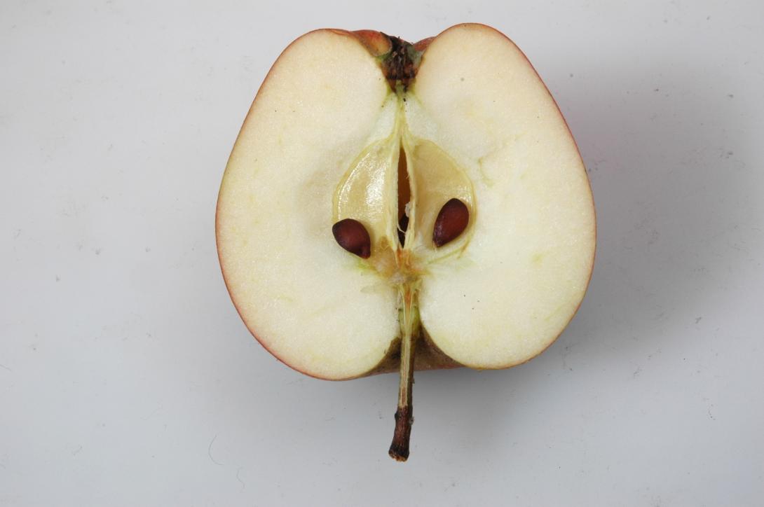 Paafenapfel