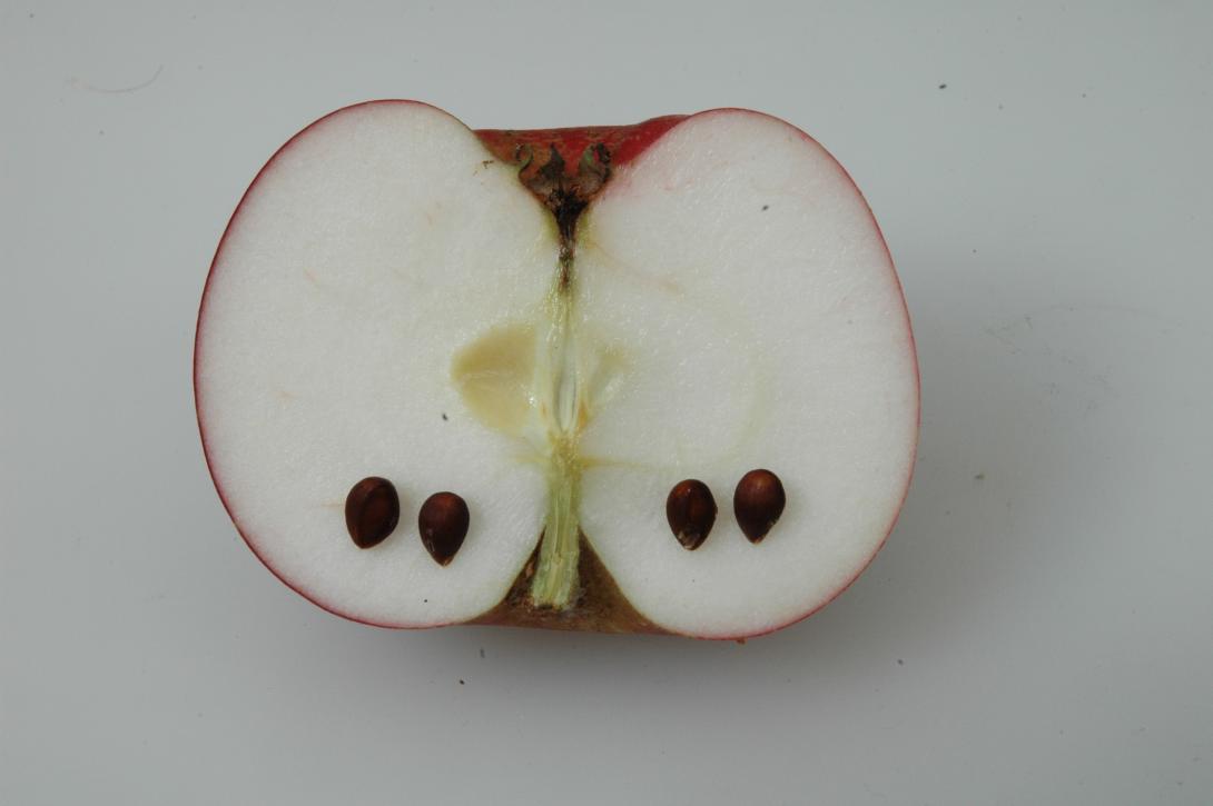 Paderborner Seidenhemdchen (geschnittene Frucht)