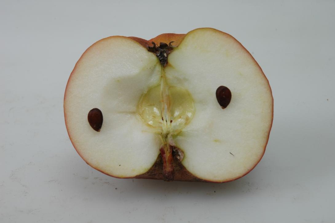 Paderborner Seidenhemdchen (geschnittene Frucht)