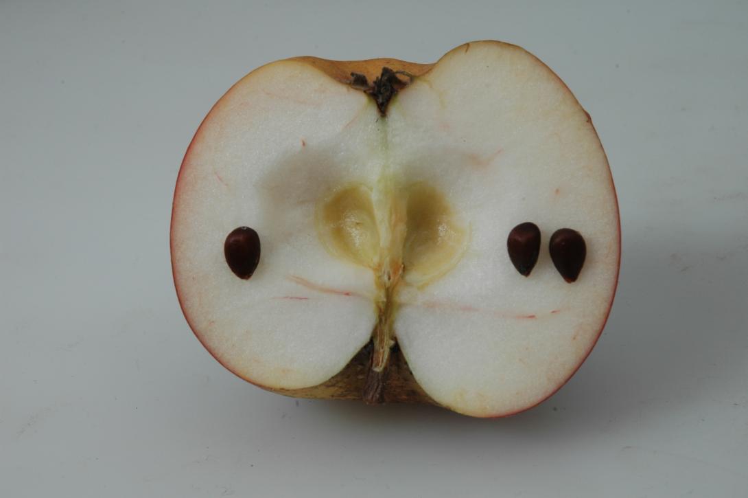 Paderborner Seidenhemdchen (geschnittene Frucht)