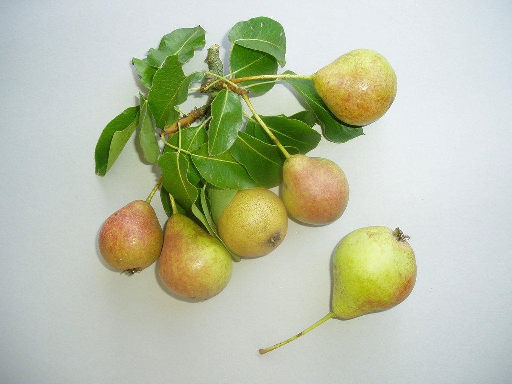 Plettenberger Herrenbirne