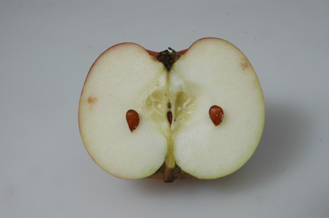 Porzenapfel