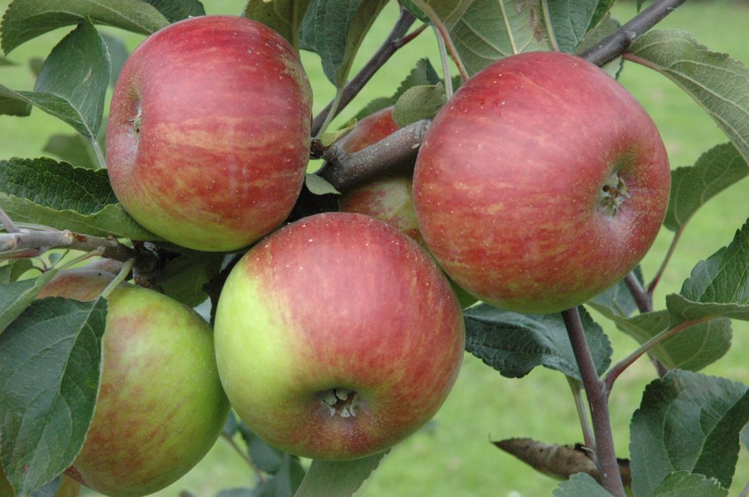 Porzenapfel
