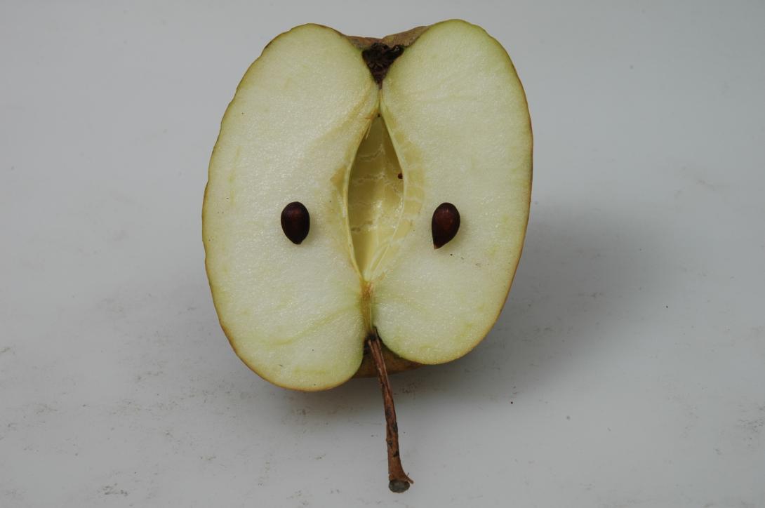 Prinzess Noble (Westfalen), geschnittene Frucht