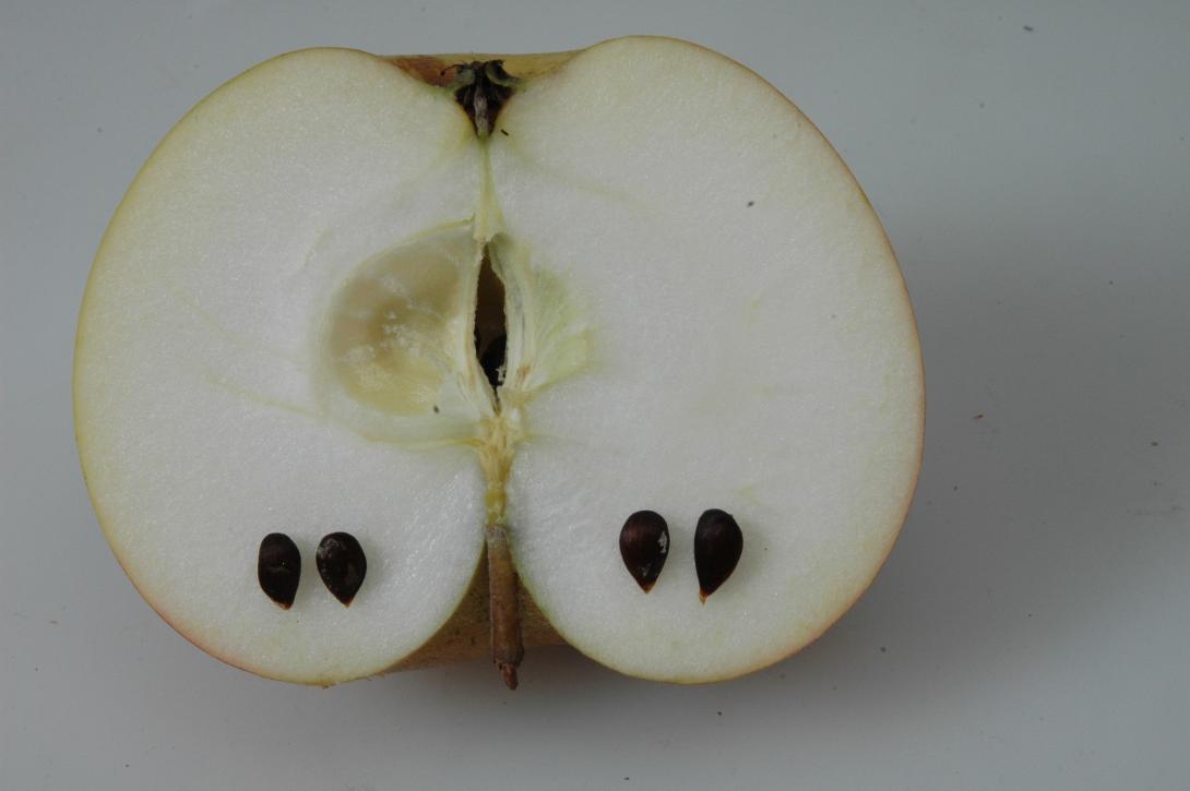 Ravensberger (geschnittene Frucht)