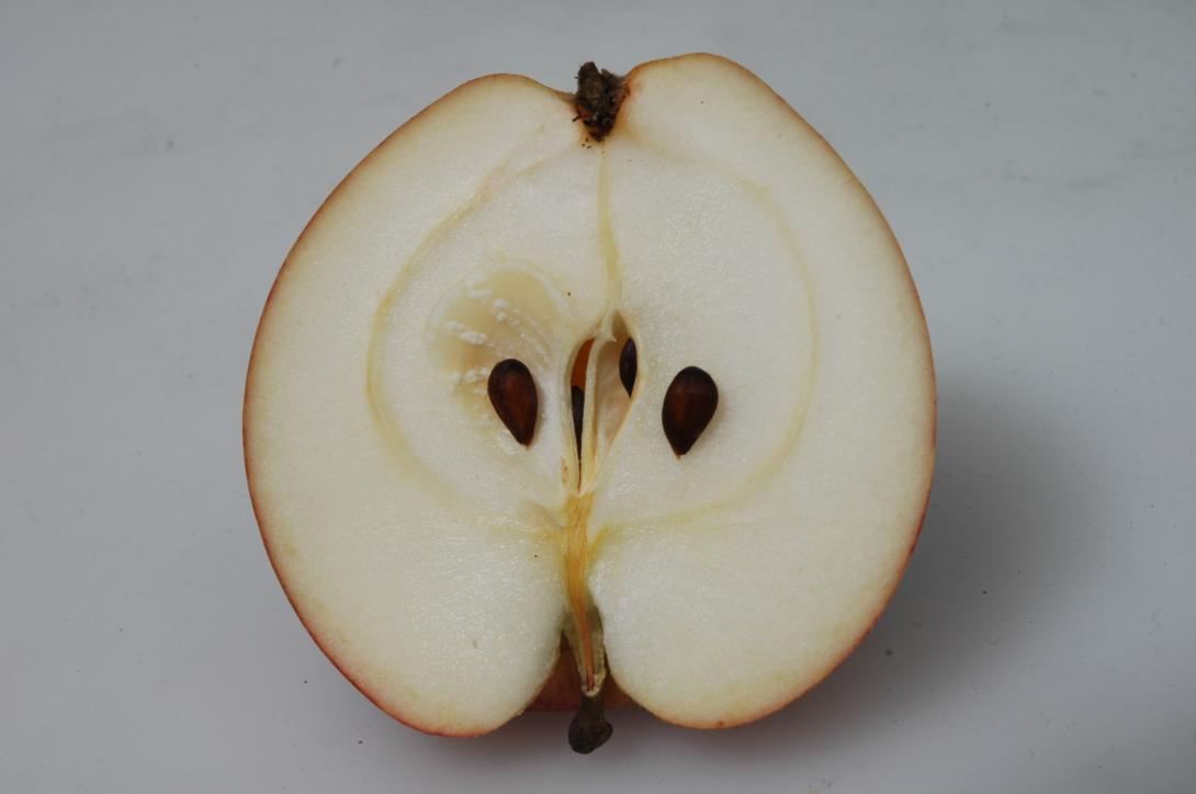 Rheinischer Krummstiel