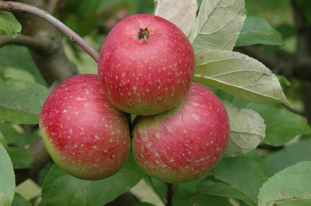 Rote Sternrenette