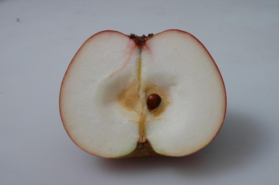 Rote Sternrenette
