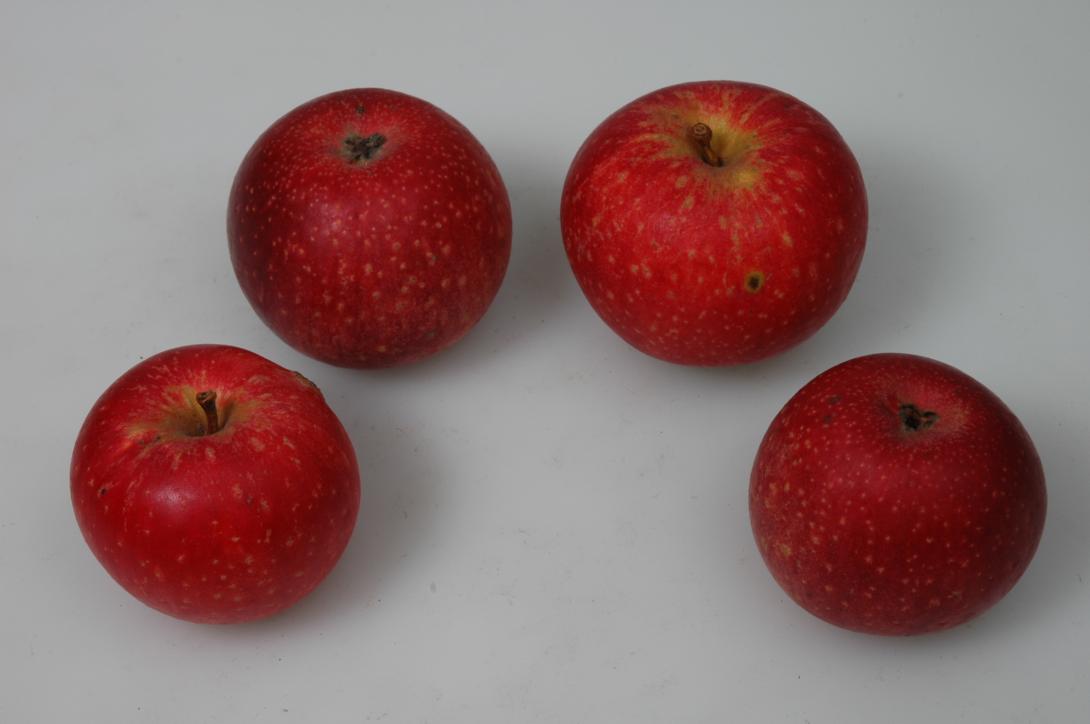 Rote Sternrenette