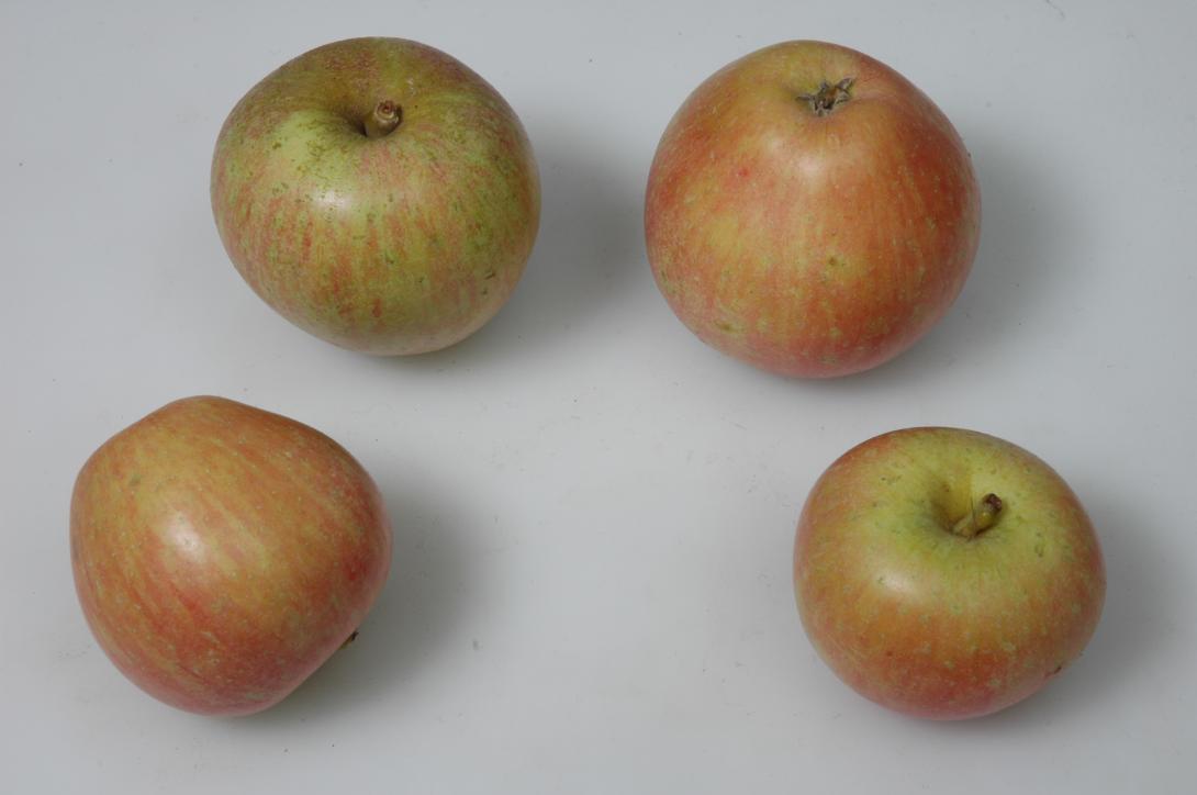 Schattenfrüchte Rote Sternrenette